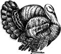 Monochrome hand drawn  black and white turkey illustration Royalty Free Stock Photo